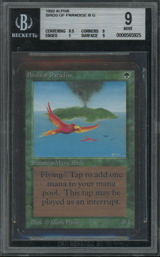 Birds Of Paradise - Alpha BGS 9 - 6565925